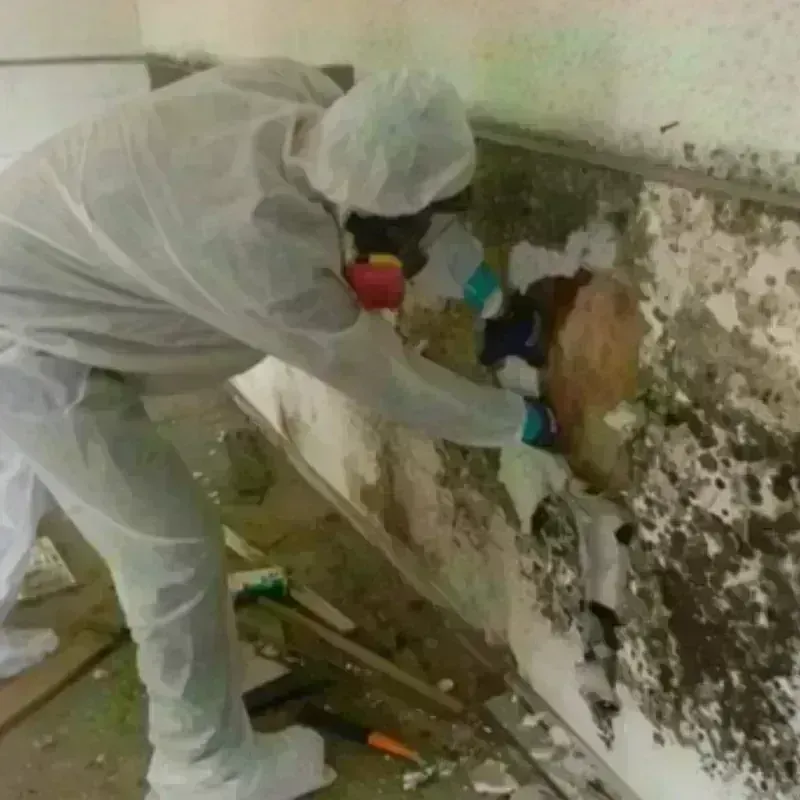 Mold Remediation and Removal in Eagle Pass, TX